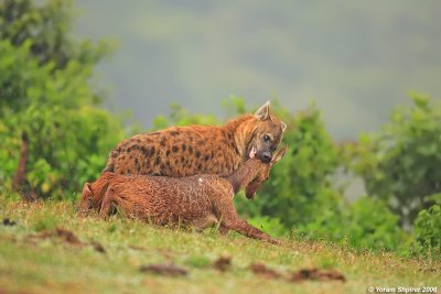 Hyena in hunting time 13