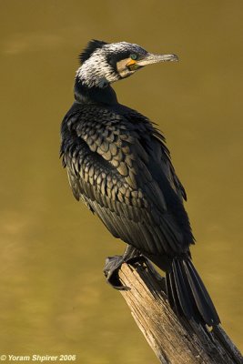 Cormorant