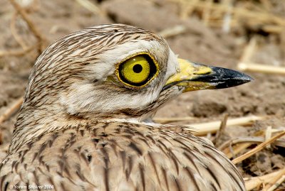 Stone-Curlew