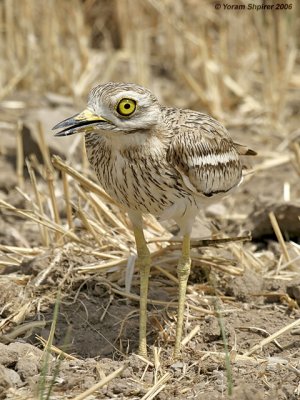 Stone-Curlew