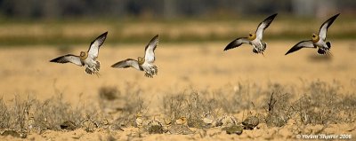 Pin-tailed Sandgrouse