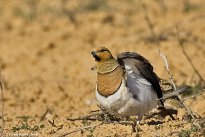 Pin-tailed Sandgrouse