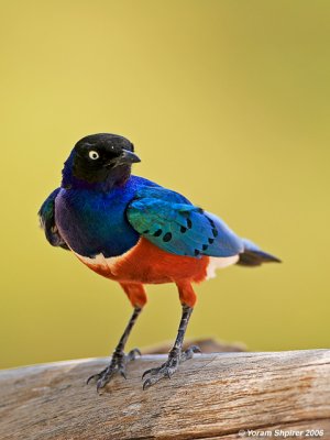 SUPERB STARLING          KENYA 2006