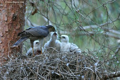 Sparrowhawk - female with nestling