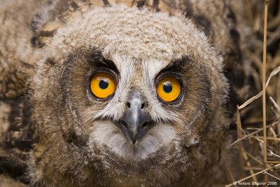 Eagle Owl