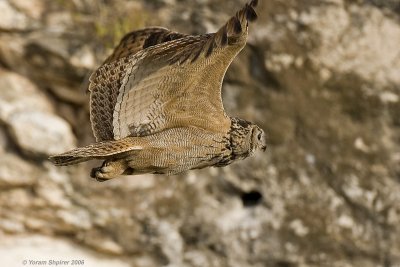 Eagle Owl