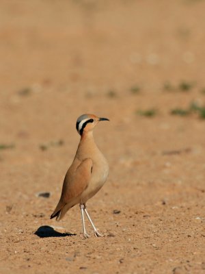 Creamcoloured courser