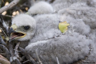 Long-legged Buzzard