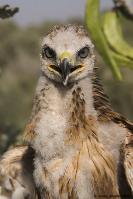 Long-legged Buzzard