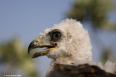Long-legged Buzzard