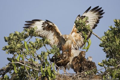 Long-legged Buzzard