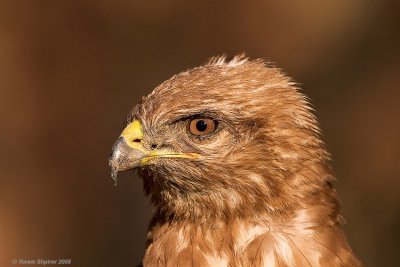 Common Buzzard