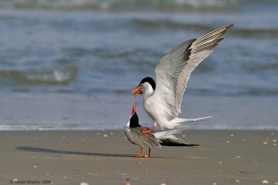 Common Tern