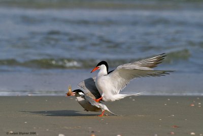 Common Tern