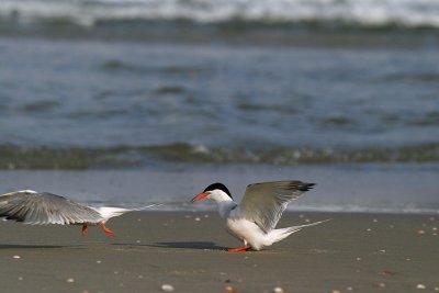 Common Tern