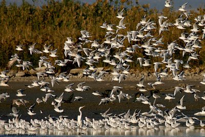 Laridae