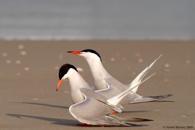 Common Tern
