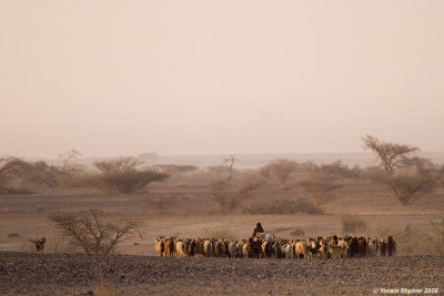 Sheep in the Arava