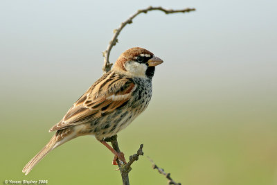 Spanish Sparrow