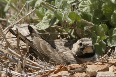 Horned Lark