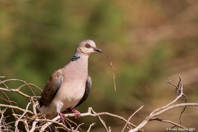 Turtle Dove