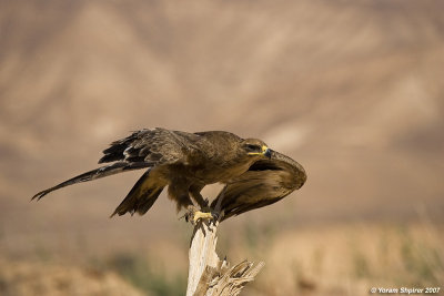 Steppe Eagle