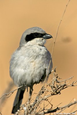 Great Grey Shrik