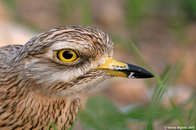 Stone-curlew