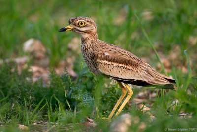 Stone-Curlew