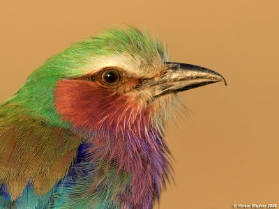 LILAC-BREASTED ROLLER  KENYA 2006