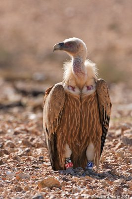 Griffon Vulture