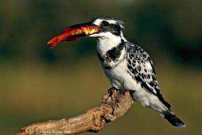 Pied Kingfisher