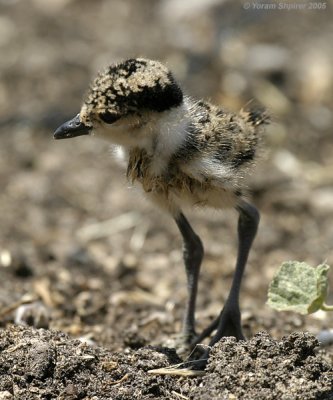 Spur-winged Lapwing