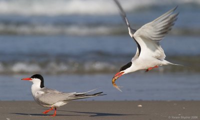 Common Tern