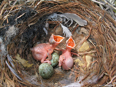 Two Cuckoo nestling day 2