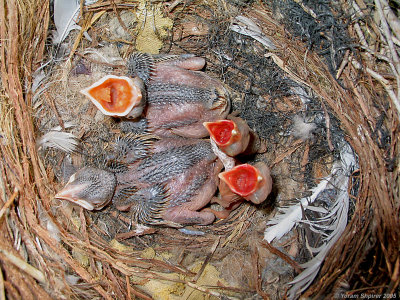 Two Cuckoo nestling day 6 Hooded Crow nestling day 1