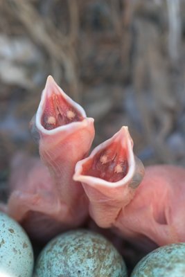 Two Cuckoo nestling day 2