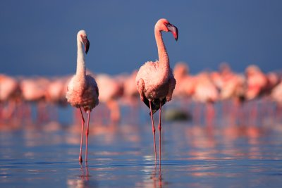 LESSER FLAMINGO