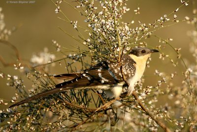 Great Spotted Cuckoo