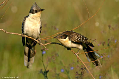 Great Spotted Cuckoo