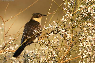 Great Spotted Cuckoo