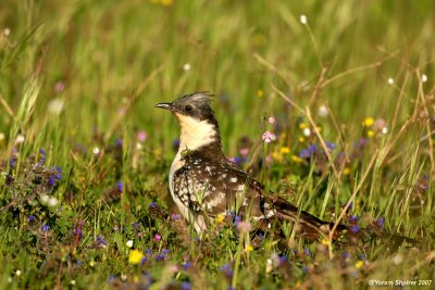 Great Spotted Cuckoo