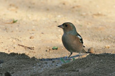 Chaffinch