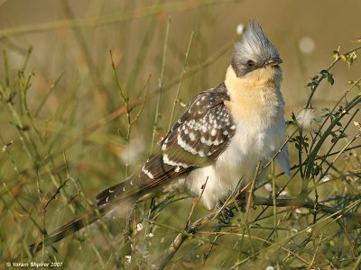 Great Spotted Cuckoo