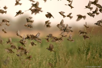 Spanish Sparrows