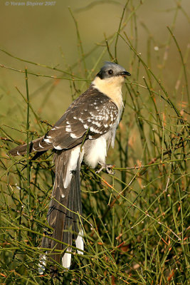 Great Spotted Cuckoo