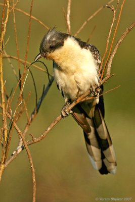 Great Spotted Cuckoo