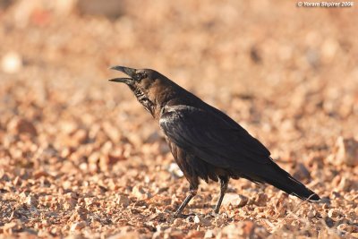 Browen-necked Raven