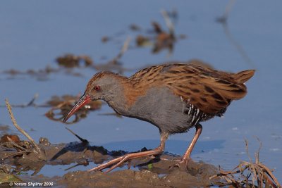 Water Rail