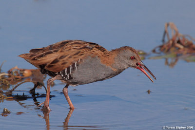 Water Rail